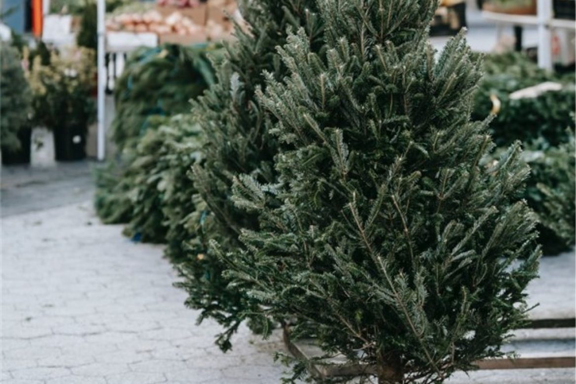 Where to Purchase a Real Christmas Tree in Austin?