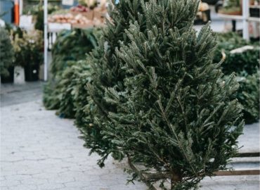 Where to Purchase a Real Christmas Tree in Austin?