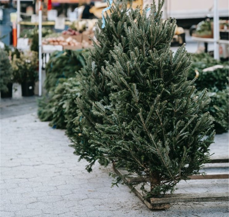 Where to Purchase a Real Christmas Tree in Austin?