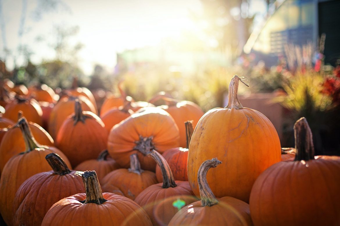 Pumpkin Patches Around Austin